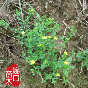 苗 田基黄 地耳草 田基黄苗 利湿退黄草药种子 田基黄种子100粒