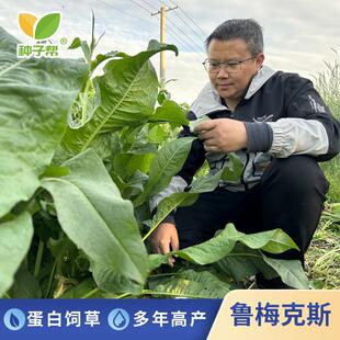 食叶草母本鲁梅克斯草籽春秋播种多年生耐寒耐盐碱养家禽蛋白牧草