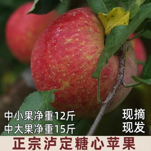 现摘现发泸定冰糖心红苹果川西高原甘州黄草坪康定达杠新鲜水果