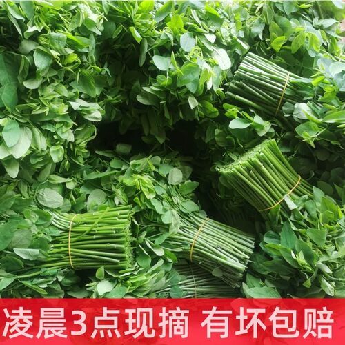 广东海南潮汕茂名树仔菜五指山野菜潮汕树菜天绿香泰国枸杞鲜现摘