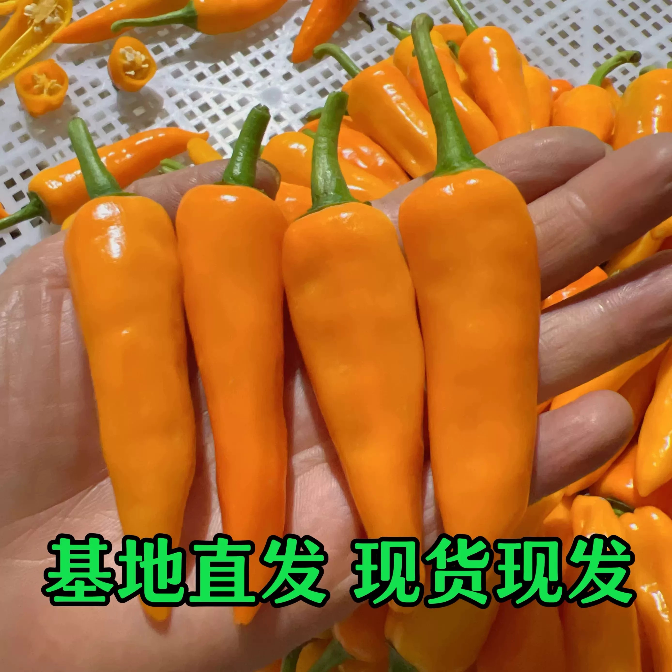 新鲜永安黄辣椒椒现摘辣椒超辣特辣福建黄辣椒子弹椒图片