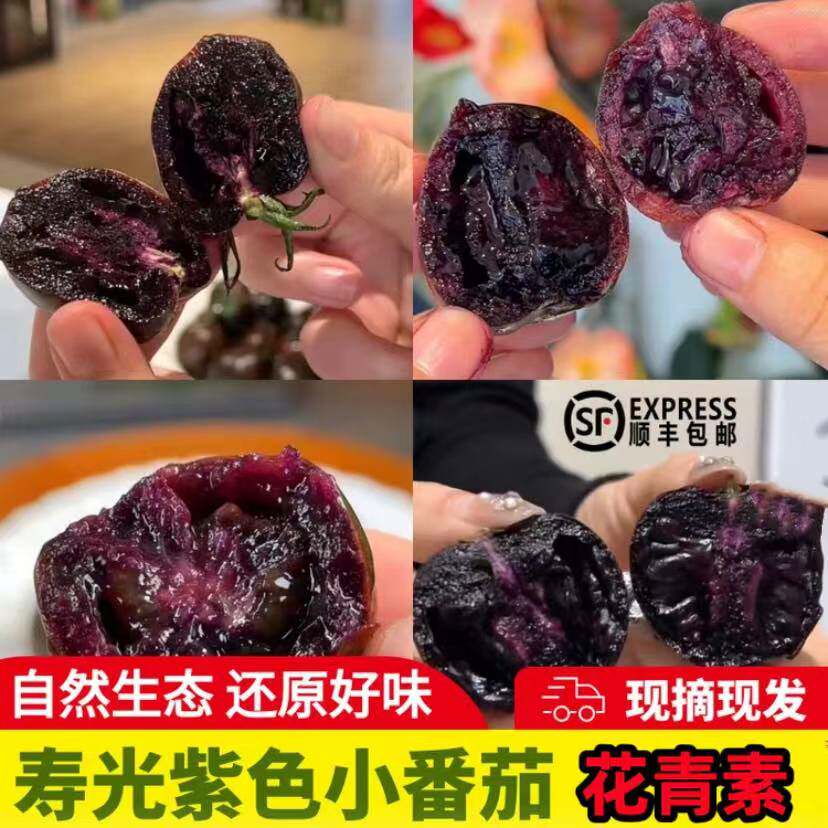 顺丰包邮山东寿光黑玫瑰小番茄黑紫色圣女果即食富含花青素多水果