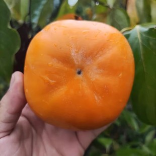 恭城脆柿子 新鲜应季水果脆皮巧克力脆柿甜柿硬柿子月柿大果