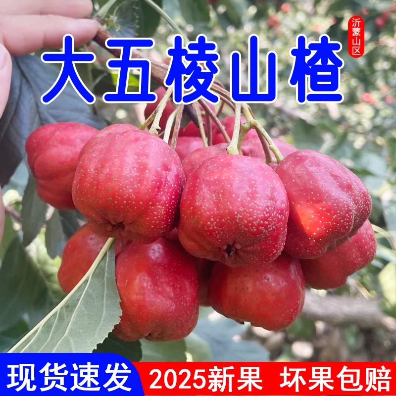 正宗山东山楂鲜果新鲜山楂果大五棱山楂水果山里红铁冰糖葫芦特级