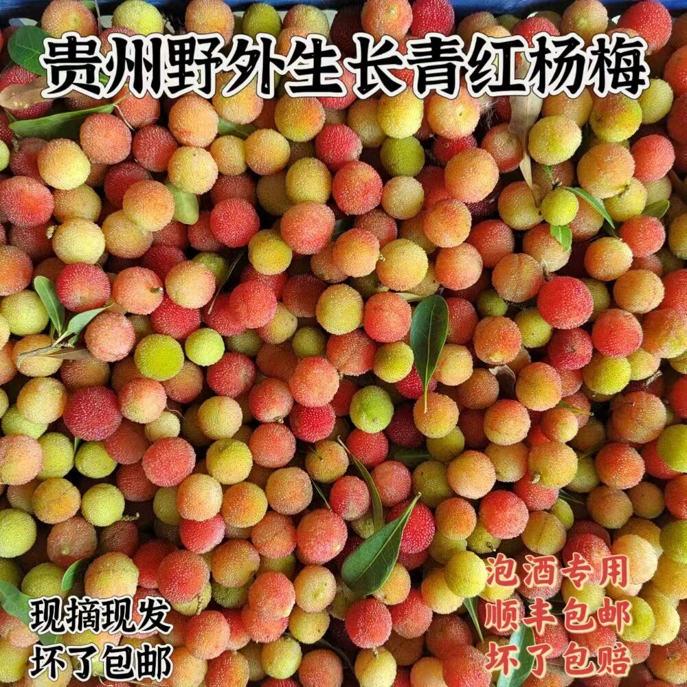 贵州正宗野生青杨梅鲜果新鲜青红杨梅泡酒青果当季酸水果现摘现发