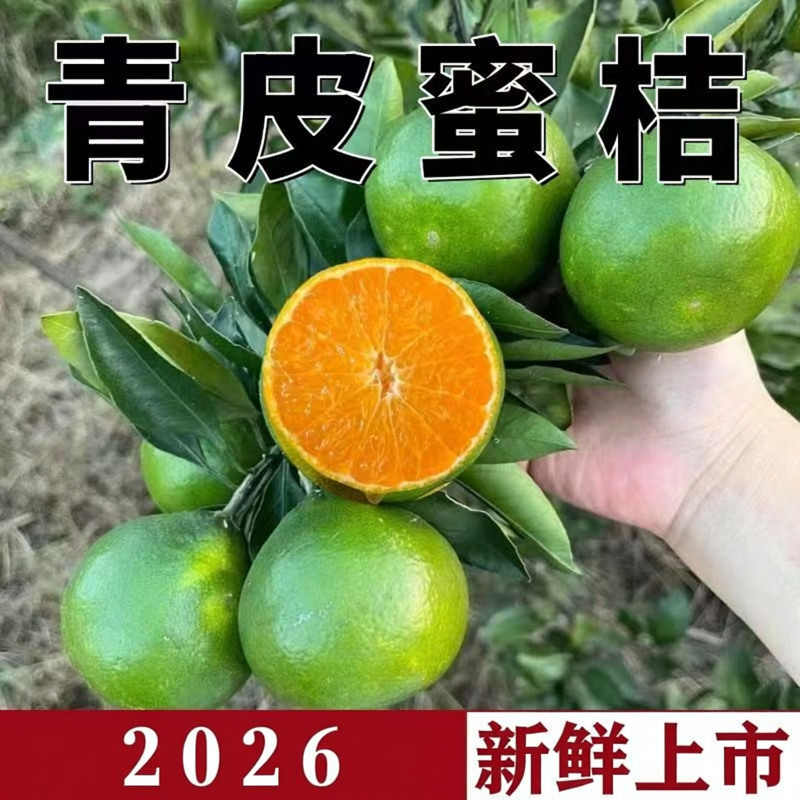 广西桂林 青皮橘子 当季水果果园直发现摘现发多汁新鲜薄皮