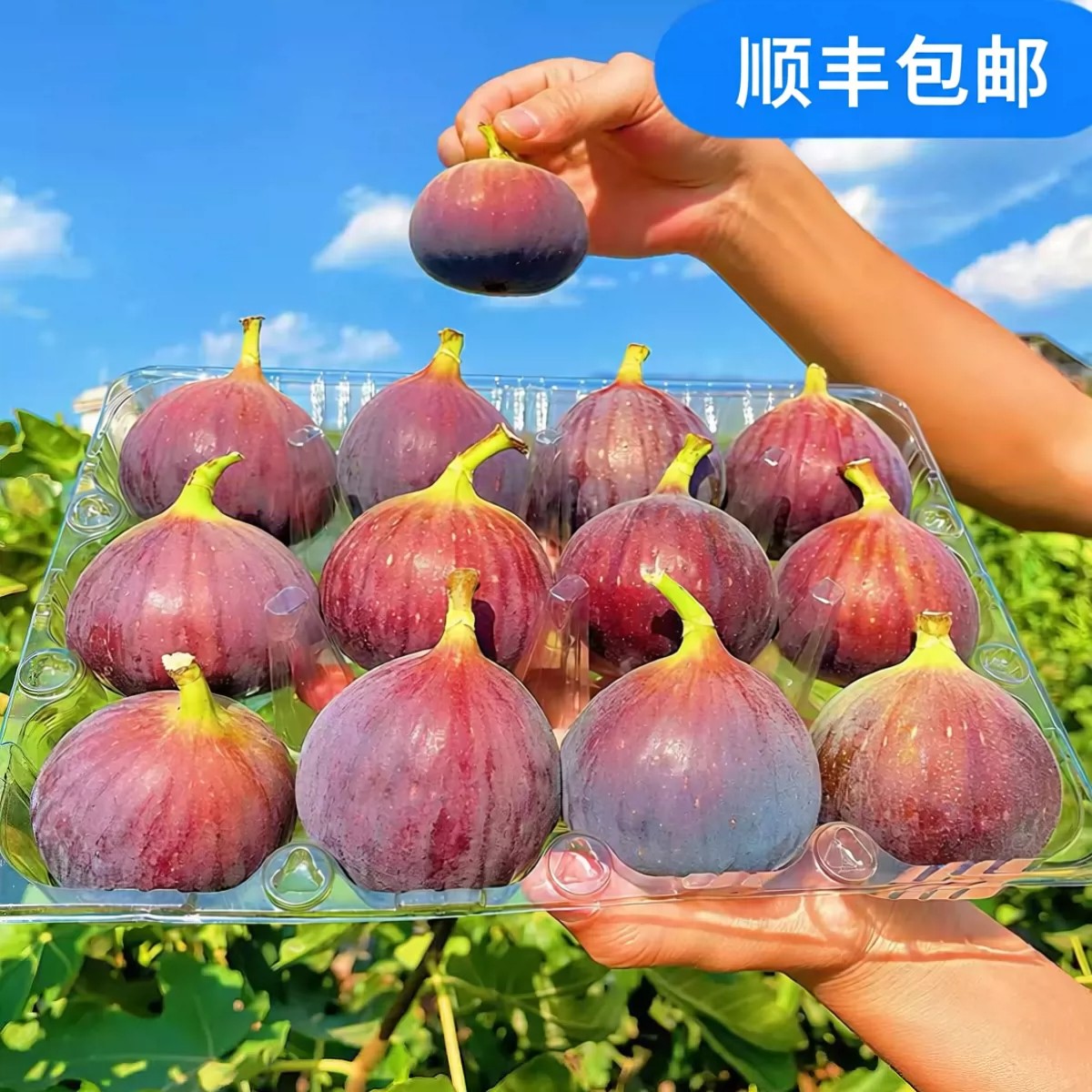 顺丰包邮云南新鲜红皮无花果5斤现摘现发当季时令孕妇水果鲜果甜