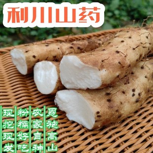 【利川山药】新鲜蔬菜粉糯淮山药团堡高山现挖现发5斤