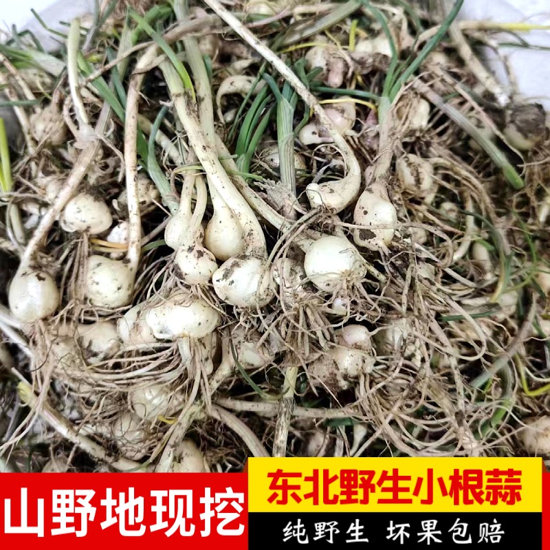 东北小根菜山野菜当季新鲜现挖大脑蹦大脑瓜野葱野蒜小葱小根蒜