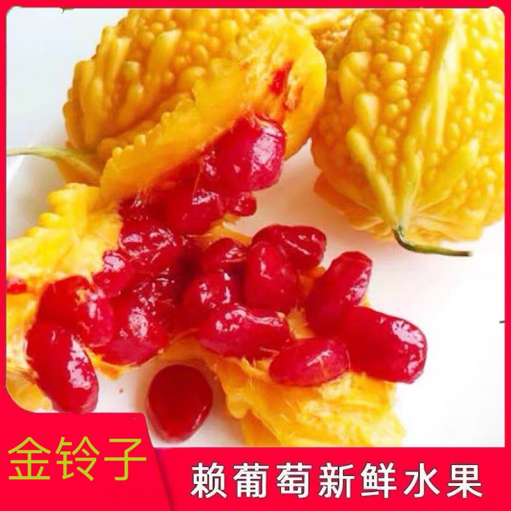 现摘金铃子水果新鲜小癞瓜赖葡萄甜心红娘果稀奇古怪的水果1斤2斤