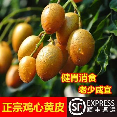新鲜黄皮果现摘广东鸡心黄皮茂名当季酸甜水果顺丰空运包邮