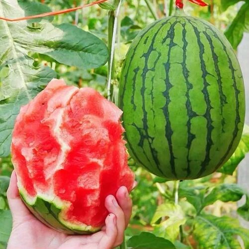 迷你小西瓜吊藤西瓜手撕西瓜新鲜现摘水果薄皮西瓜产地直发薄皮瓜