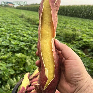 陕西正宗临潼板栗红薯红苕农家自种沙地番薯山芋非天目山桥头地瓜
