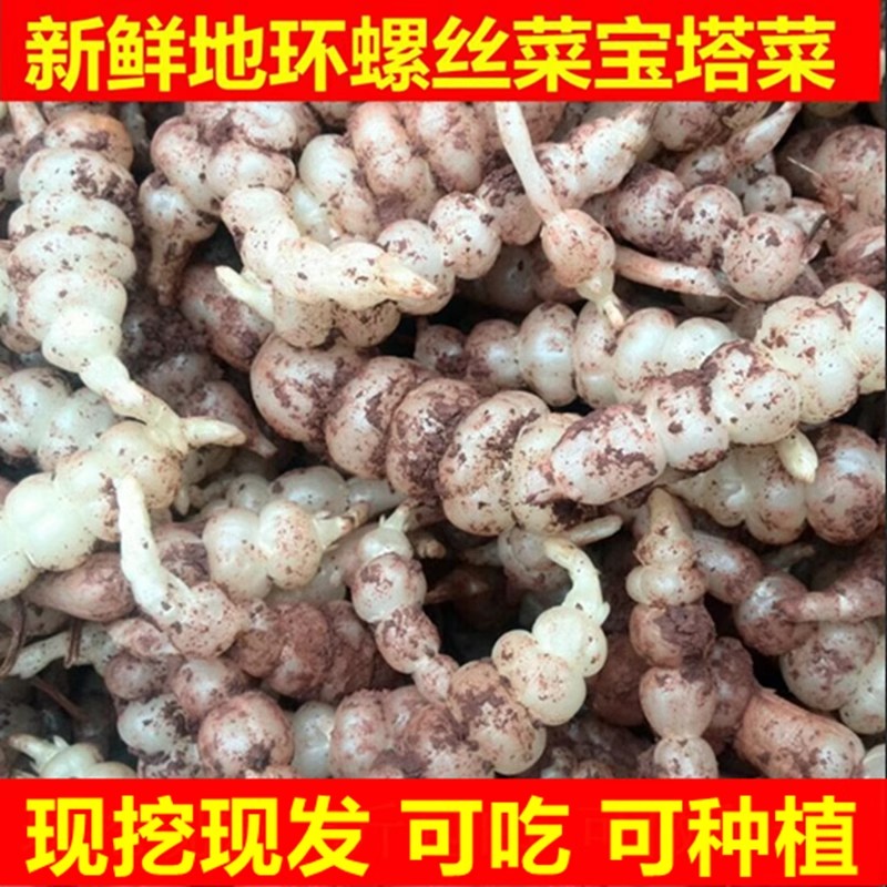 新鲜螺丝菜农家蔬菜甘露子地环地葫芦地溜子梨儿地环种子宝塔菜