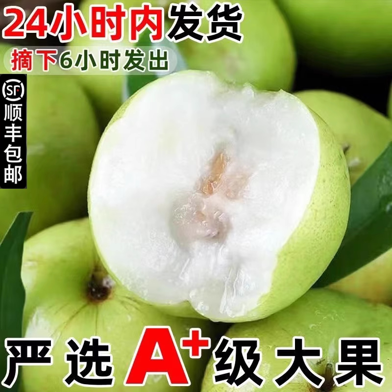 云南西双版纳苹果枣大果大青枣5斤新鲜冬枣大枣水果脆甜枣子