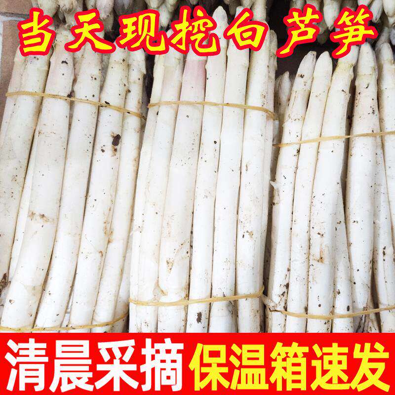 新鲜头茬白芦笋山东特产嫩笋现挖新鲜春笋应季蔬菜酒店特色蔬菜