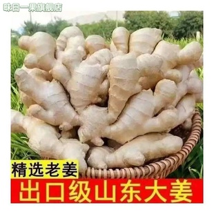 山东大姜老姜优质生姜月子姜风干姜现挖新鲜老黄姜产地直发老姜2