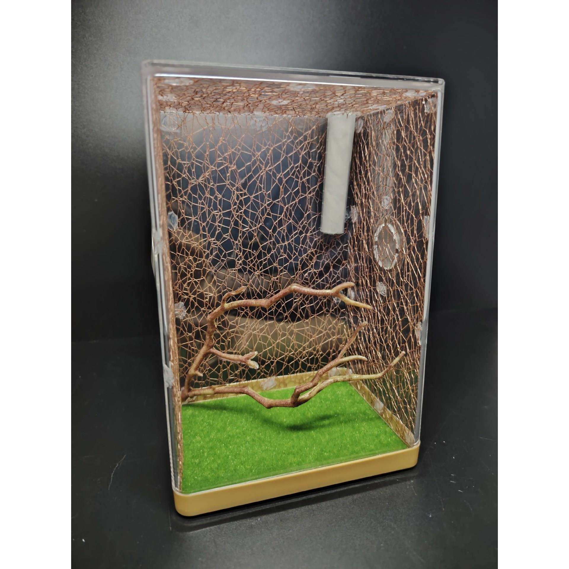 螳螂昆虫盒兰花螳螂饲养盒蝈蝈蜘蛛螽斯爬虫昆虫盒鸣虫盒儿童科普