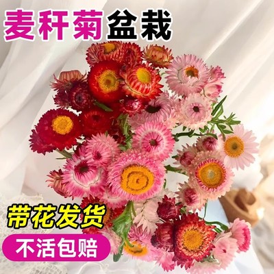 麦秆菊盆栽带花苞四季好养