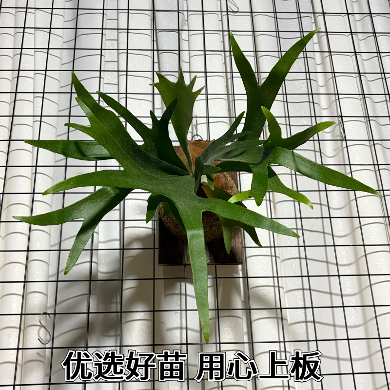 鹿角蕨板植挂板二岐鹿角蕨挂墙绿植苔藓蕨类植物盆栽水培垂吊壁挂图片