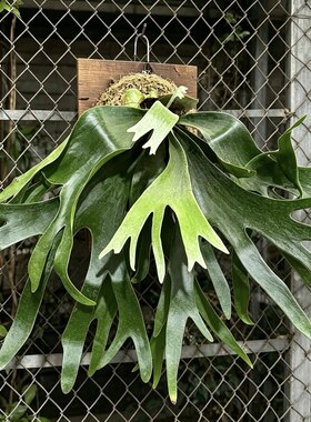 二歧鹿角蕨苔藓水培壁挂耐阴