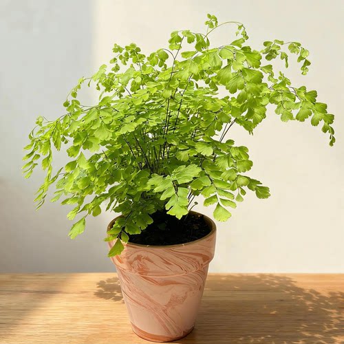 飞雪铁线蕨盆栽可水培蕨类植物耐阴客厅室内外垂吊好养活四季常绿