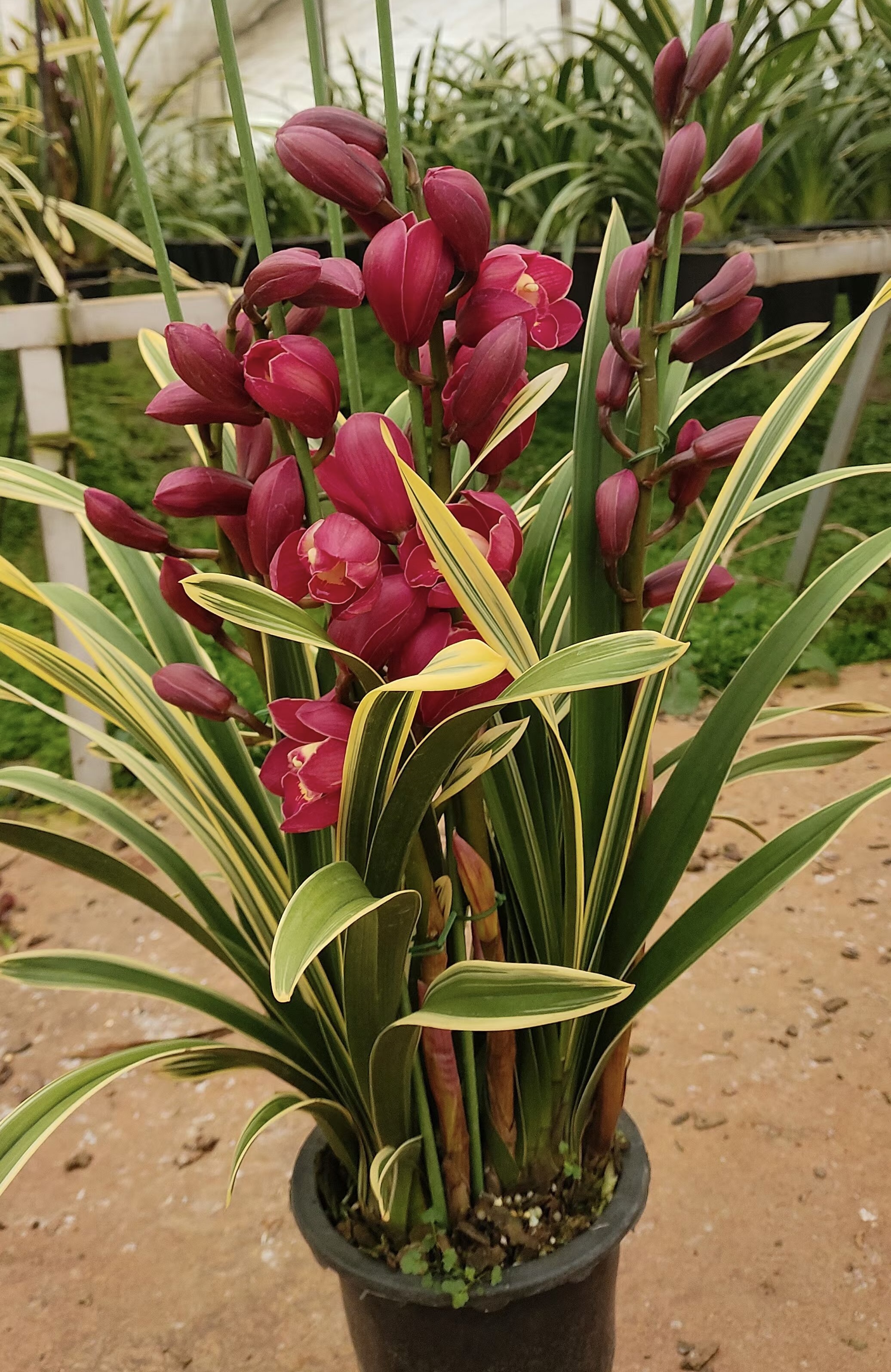 大红袍大花蕙兰盆栽带花苞