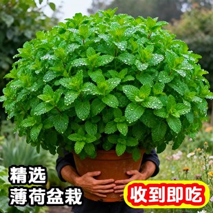 薄荷盆栽可食用新鲜薄荷叶迷迭香盆栽牛排用香草植物可水培好养活