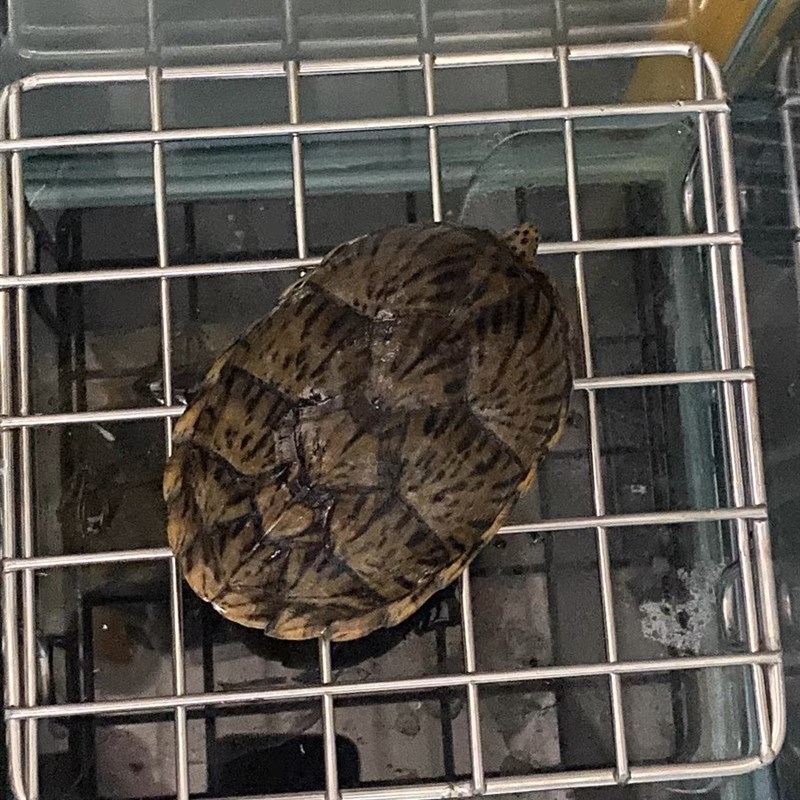 乌龟下蛋网格 孵化箱 产蛋池网格 晒台沙池爬台一件定制304不锈钢