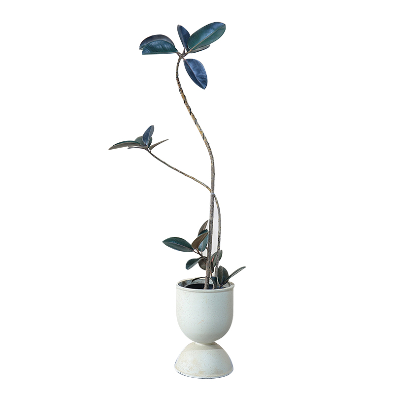 造型橡皮树黑金刚室内大型植物盆栽办公室内客厅四季绿植净化空气