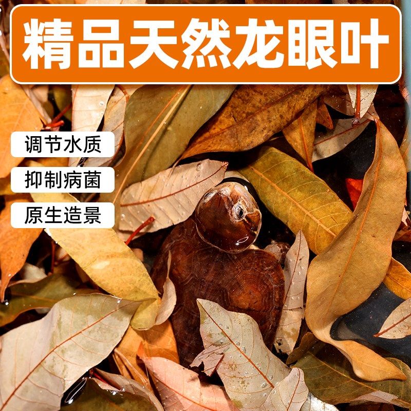 老渔匠龙眼叶养乌龟专用南美缸造景装饰冬眠树叶斗鱼休息叶躲避屋