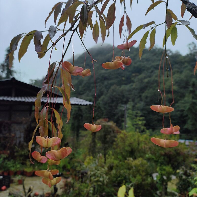 金丝吊蝴蝶树苗金线吊蝴蝶陕西卫矛趣味盆景盆栽春季开花深秋果实