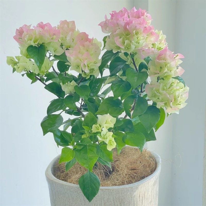 稀有马斯三角梅重瓣粉不甜双色高飘棒棒糖大苗带花阳台绿植盆栽