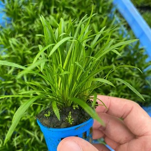 针叶皇冠杯装水草鱼缸草缸造景水草场直发水培增氧阴性淡水草植物