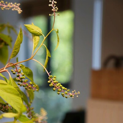 【云花甄选】商陆客厅搭配鲜花家居插花水养云南直发山野绿植