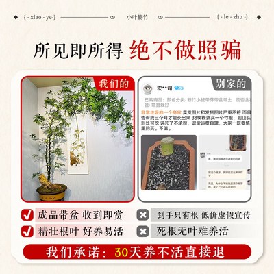 小叶簕竹成品盆景盆栽竹子室内勒竹客厅茶室禅意绿植物四季好养活