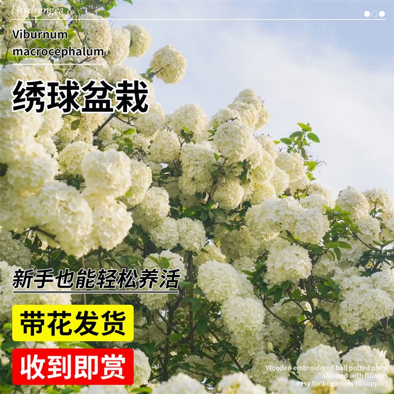 绣球花盆栽大苗木绣球带花无尽夏花苗重瓣老桩庭院植物四季开花卉