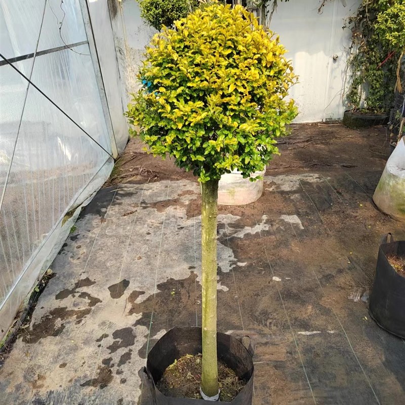 花境植物亮金女贞棒棒糖造型树亮金女贞球塔形庭院阳台植物常青