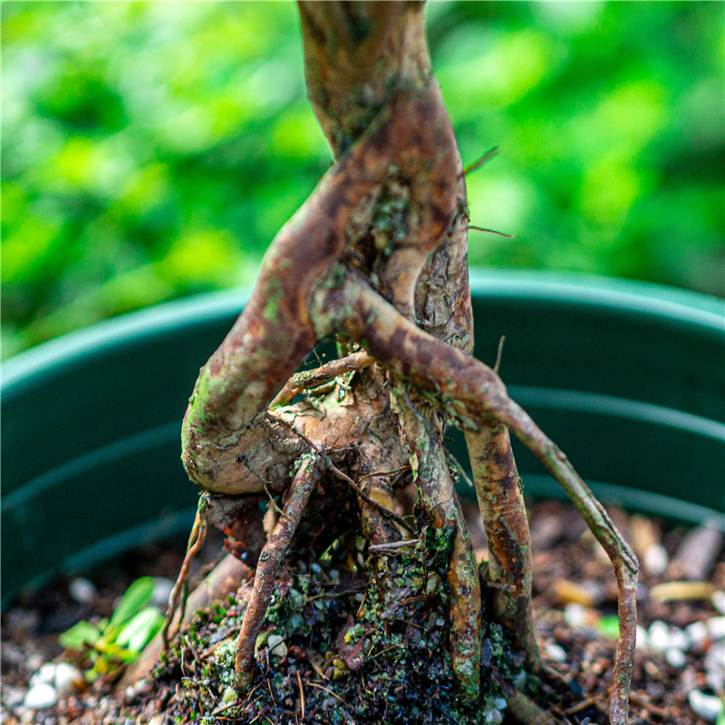 小叶赤楠盆栽提根造型盆景室内阳台室外庭院好养植物桌面老桩绿植