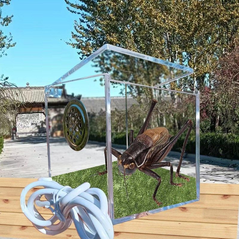 蝈蝈鸣虫专用全景生态饲养盒造景罐宠物发热保温箱透明透气定温,宠物/宠物食品及用品,爬宠躲避/造景,淘宝优惠券,粉丝福利购,淘宝优惠卷