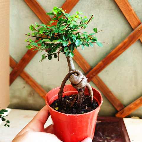 小叶榔榆提根小叶榆树小盆景办公室内桌面窗台四季常青小盆栽包邮