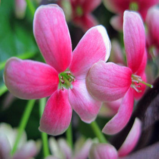 使君子花苗重瓣藤类攀爬植物室外花苗藤本花卉阳台水君子爬藤植物