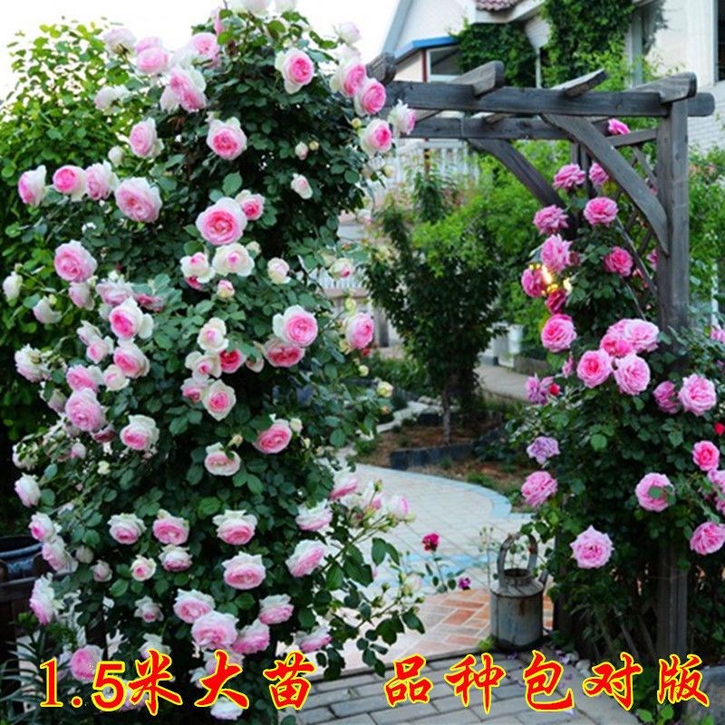 蔷薇花苗爬藤植物藤本月季四季开花卉特大浓香型玫瑰盆栽庭院阳台