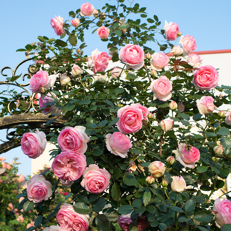 藤本月季花苗特大花盆栽四季粉色龙沙宝石蔷薇花爬藤植物