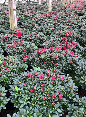 杜鹃带苞大四季断卉室内带观养