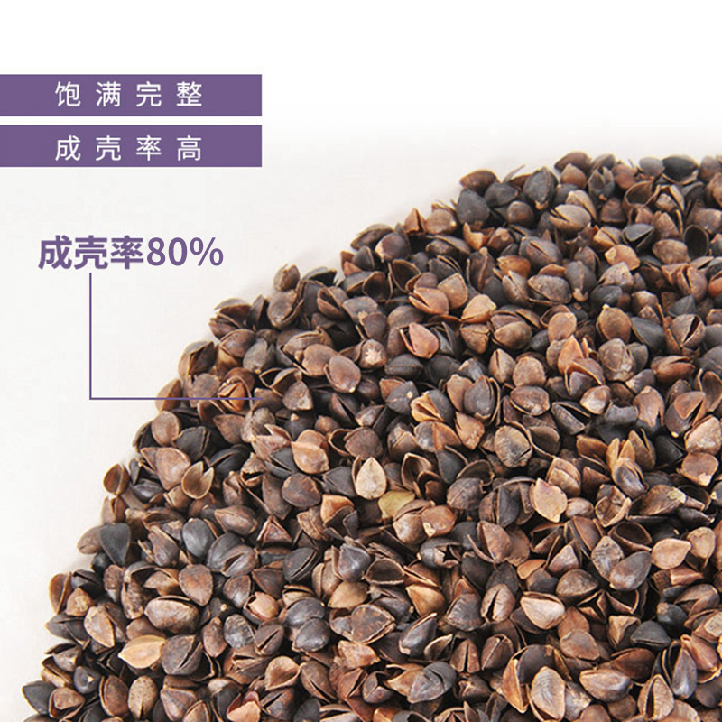 荞麦枕头单人高枕硬枕头家用透气加高荞麦壳枕头茶叶枕夏季高枕头