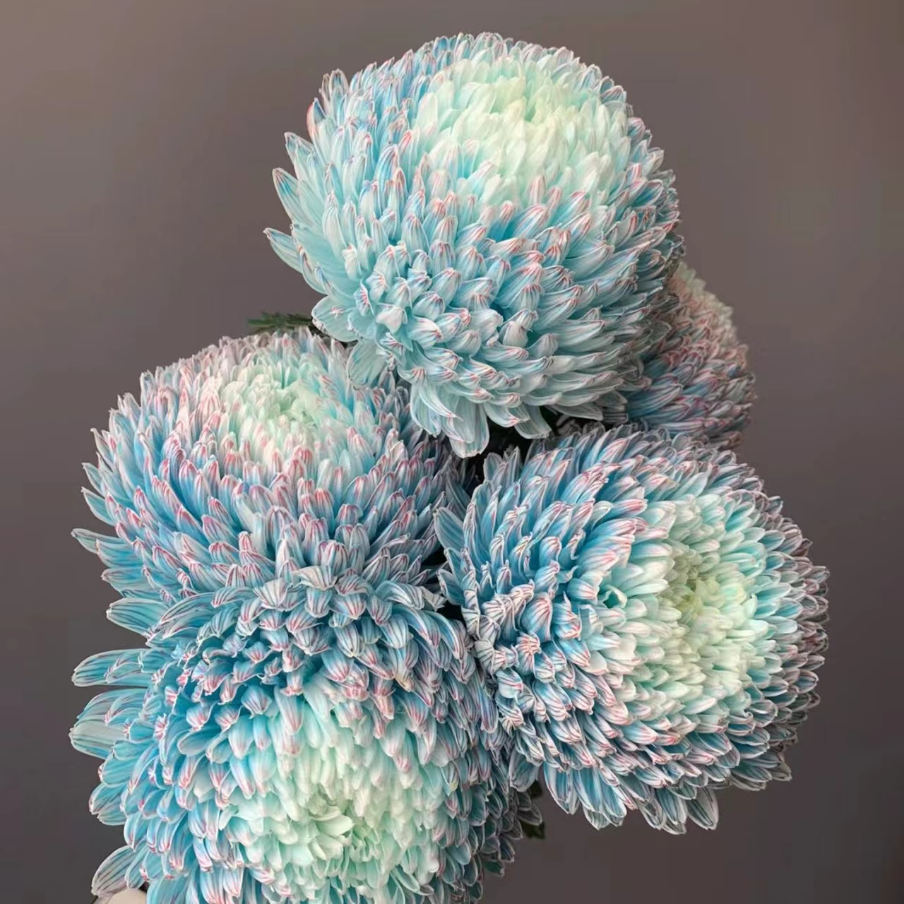 5枝青花瓷牡丹菊(吸色)(两单发顺丰或京东快递)