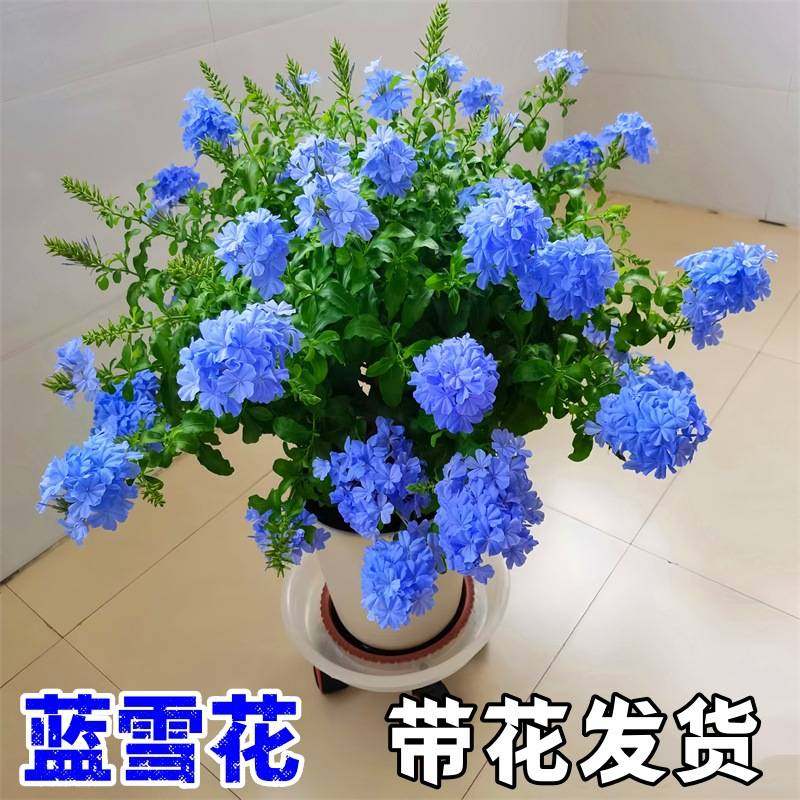 蓝雪花苗盆栽阳台观花耐热好养植物花园庭院爬藤攀援花藤本白雪花,鲜花速递/花卉仿真/绿植园艺,绣球/木绣球/木本植物,淘宝优惠券,粉丝福利购,淘宝优惠卷