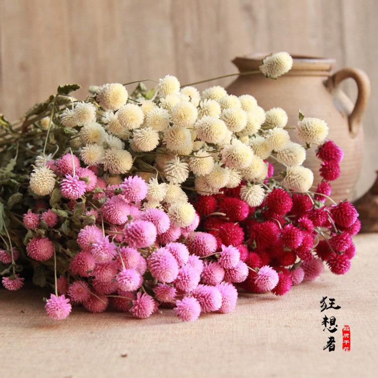 狂想者A级千日红4色全森系自然干花束真花店家居装饰插花diy