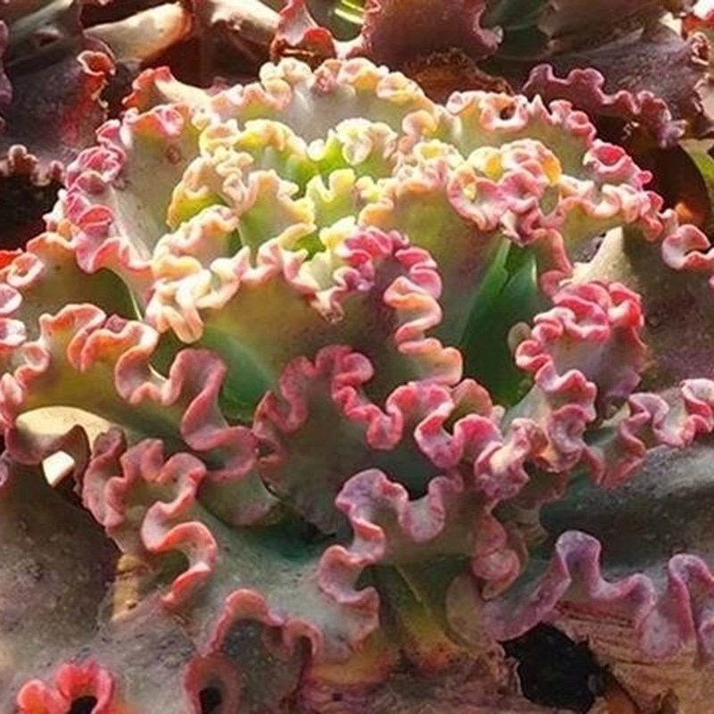 舞会红裙包菜系列大型多肉高砂之翁女王花笠水瓶座男爵云南肉肉